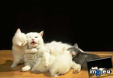 Tags: kitten (Pict. in Cute cats & kittens)