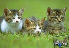 kitten-69 ( #Kitten) - 34 KB Tags: kitten (Pict. in Cute cats & kittens)