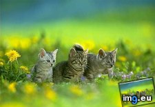 kitten-75 ( #Kitten) - 27 KB Tags: kitten (Pict. in Cute cats & kittens)