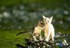 kitten-76 ( #Kitten) - 32 KB Tags: kitten (Pict. in Cute cats & kittens)