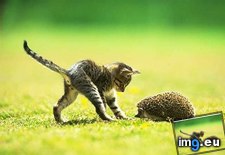 kitten-78 ( #Kitten) - 30 KB Tags: kitten (Pict. in Cute cats & kittens)