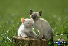 kitten-87 ( #Kitten) - 31 KB Tags: kitten (Pict. in Cute cats & kittens)
