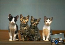 kitten-89 ( #Kitten) - 27 KB Tags: kitten (Pict. in Cute cats & kittens)