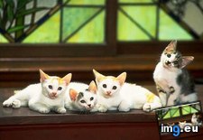 kitten-92 ( #Kitten) - 29 KB Tags: kitten (Pict. in Cute cats & kittens)