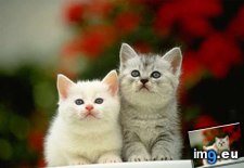 kitten-95 ( #Kitten) - 23 KB Tags: kitten (Pict. in Cute cats & kittens)