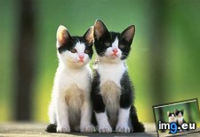 kitten-99 ( #Kitten) - 25 KB Tags: kitten (Pict. in Cute cats & kittens)