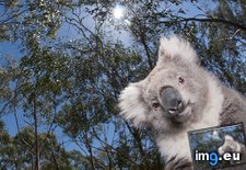 Tags: australia, gum, koala, tree, victoria (Pict. in Beautiful photos and wallpapers)