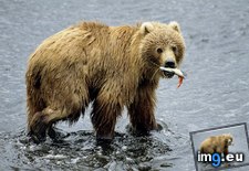 Tags: bear, brown, kodiak (Pict. in National Geographic Photo Of The Day 2001-2009)