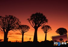 Tags: kokerboom, namibia, reserve, sunset, tree (Pict. in Beautiful photos and wallpapers)