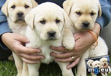 Tags: labrador, puppies (Pict. in Cute Puppies)