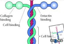 Tags: laminin (Pict. in wadie 0)