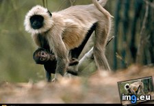 Tags: langur, monkey (Pict. in National Geographic Photo Of The Day 2001-2009)