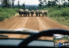 Tags: buffalo, laos, water (Pict. in National Geographic Photo Of The Day 2001-2009)