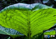 Tags: ascension, island, large, leaf, tropical (Pict. in Beautiful photos and wallpapers)
