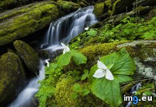 Tags: cascades, large, tennessee, trillium, white (Pict. in Beautiful photos and wallpapers)