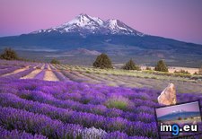 Tags: california, farm, lavender, mount, shasta (Pict. in Beautiful photos and wallpapers)