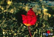 Tags: leaf, water (Pict. in National Geographic Photo Of The Day 2001-2009)