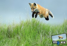 Tags: fox, leaping, pup, red, saskatchewan (Pict. in Beautiful photos and wallpapers)