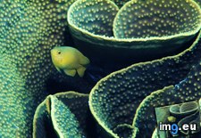 Tags: damselfish, lemon (Pict. in Beautiful photos and wallpapers)