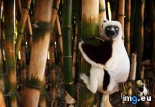 Tags: bamboo, lemur, madagascar, tree (Pict. in Bing Photos November 2012)