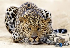 Tags: leopard, staring, wallpaper, wide (Pict. in Unique HD Wallpapers)