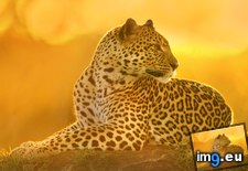 Tags: kenya, leopardess, maasai, mara, sunset (Pict. in Beautiful photos and wallpapers)