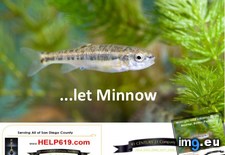 let minnow when its time to buy San Diego real estate - 113 KB Tags: buy, diego, estate, minnow, real, san, time (Pict. in Linda Ring Century 21 Award San Diego Real Estate)