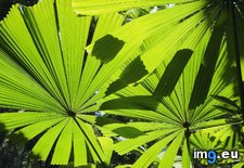 Tags: australia, beach, fan, leaves, licuala, mission, palm, queensland (Pict. in Beautiful photos and wallpapers)