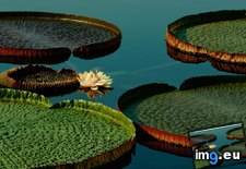 Tags: lily, pads (Pict. in National Geographic Photo Of The Day 2001-2009)
