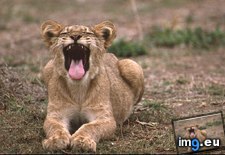 Tags: cub, lion, yawn (Pict. in National Geographic Photo Of The Day 2001-2009)