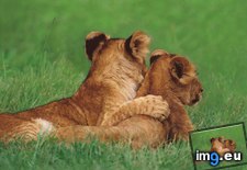 Tags: cubs, kenya, lion, maasai, mara (Pict. in Beautiful photos and wallpapers)