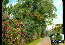 Tags: castle, flower, lined, lismore, road (Pict. in Branson DeCou Stock Images)