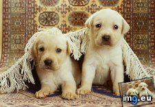 Tags: 1024x768, cute, puppies (Pict. in Cute Puppies)