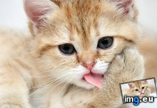 Tags: 1366x768, lapu, lizhet, wallpaper (Pict. in Cats and Kitten Wallpapers 1366x768)