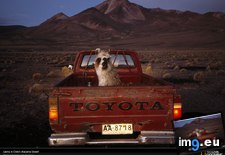 Tags: chile, llama, pickup, truck (Pict. in National Geographic Photo Of The Day 2001-2009)
