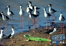 Tags: birds, iguana, llanos (Pict. in National Geographic Photo Of The Day 2001-2009)