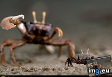 Tags: crab, ghost, loango (Pict. in National Geographic Photo Of The Day 2001-2009)