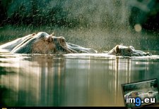 Tags: hippos, loango (Pict. in National Geographic Photo Of The Day 2001-2009)