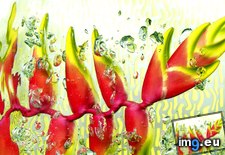 Tags: claw, heliconia, lobster (Pict. in Beautiful photos and wallpapers)