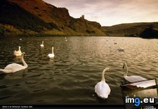 Tags: edinburgh, loch, swans (Pict. in National Geographic Photo Of The Day 2001-2009)