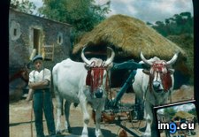 Tags: bologna, farmer, lombardy, modena, oxen, team (Pict. in Branson DeCou Stock Images)