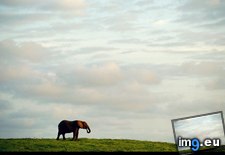 Tags: elephant, lone (Pict. in National Geographic Photo Of The Day 2001-2009)