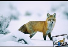 Tags: fox, lone (Pict. in National Geographic Photo Of The Day 2001-2009)
