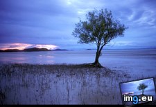 Tags: lone, mangrove (Pict. in National Geographic Photo Of The Day 2001-2009)