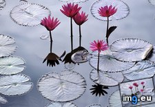 Tags: city, flowers, imperial, lotus, vietnam (Pict. in Beautiful photos and wallpapers)