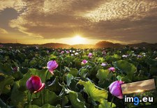 Tags: flowers, lotus (Pict. in Beautiful photos and wallpapers)