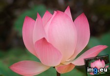 Tags: cambodia, lotus, plant (Pict. in Beautiful photos and wallpapers)