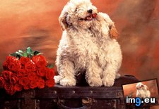 love ( #Love) - 79 KB Tags: love (Pict. in wadie 0)