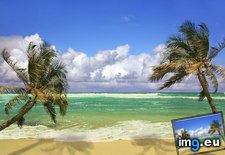 Tags: hanging, hawaii, low, palm, trees (Pict. in Beautiful photos and wallpapers)