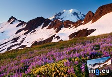 Tags: baker, lupine, mount, washington, wilderness (Pict. in Beautiful photos and wallpapers)
